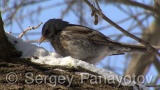 Video of Mistle Thrush - Fieldfare in the winter forest and snow